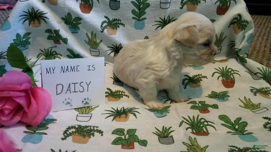 Maltipoo dogs for sale: Daisy - Ad 10