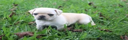 Pug dogs for sale: Chestnut -male- - Ad 5
