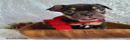 French Bulldog dogs for sale: Snickers - Ad 10