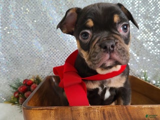 French Bulldog dogs Snickers - Ad 38