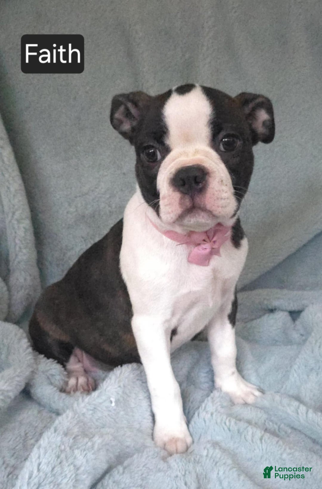 Boston Terrier Jack Russell Terrier Mix Size Jack Russell Terrier