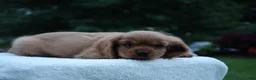 Cavalier King Charles Spaniel dogs for sale: Teddy - Ad 9