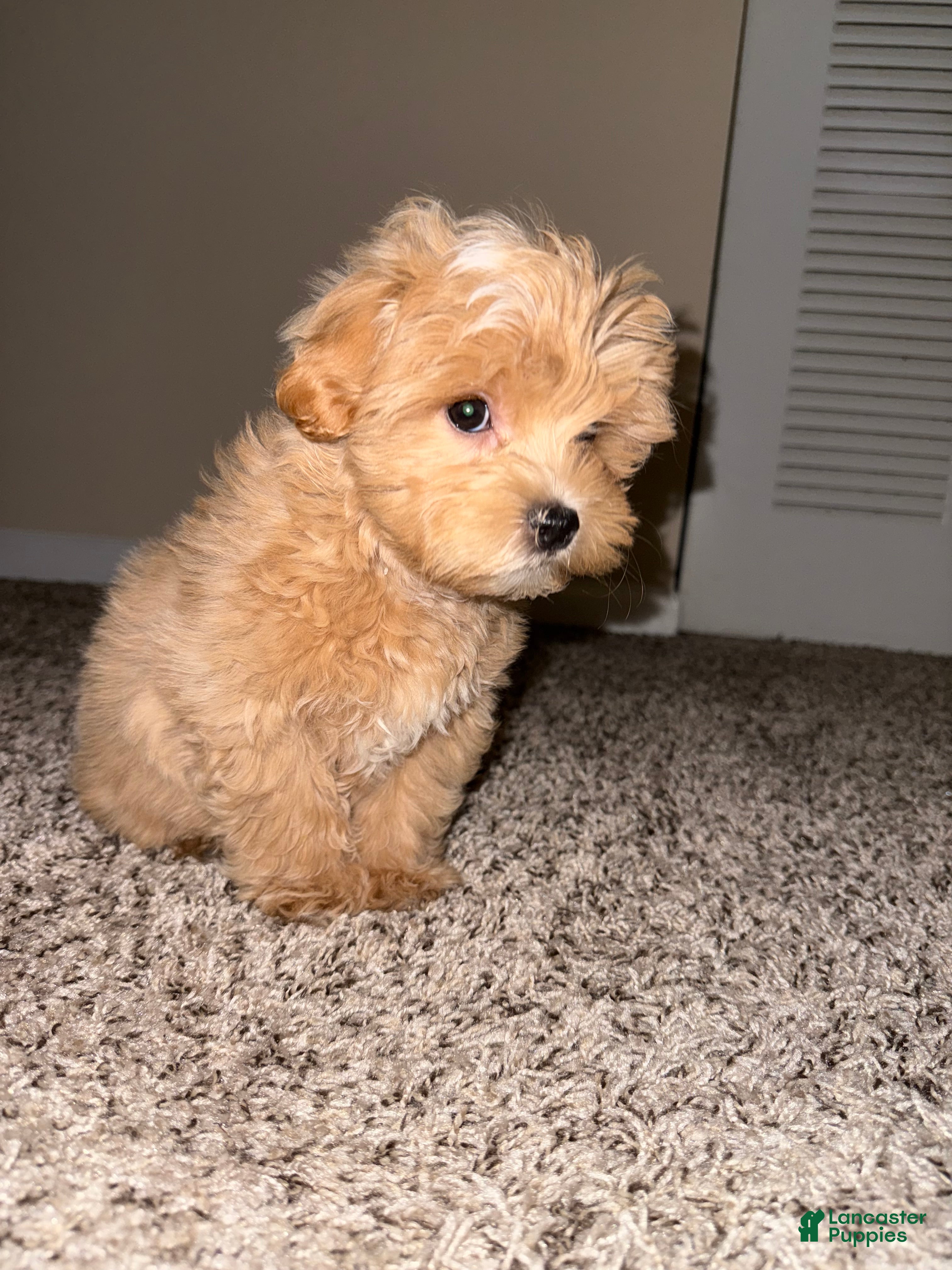 Maltipoo dogs Maltipoo Puppy 1 - Ad 14