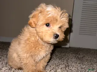 Maltipoo dogs Maltipoo Puppy 1 - Ad 14