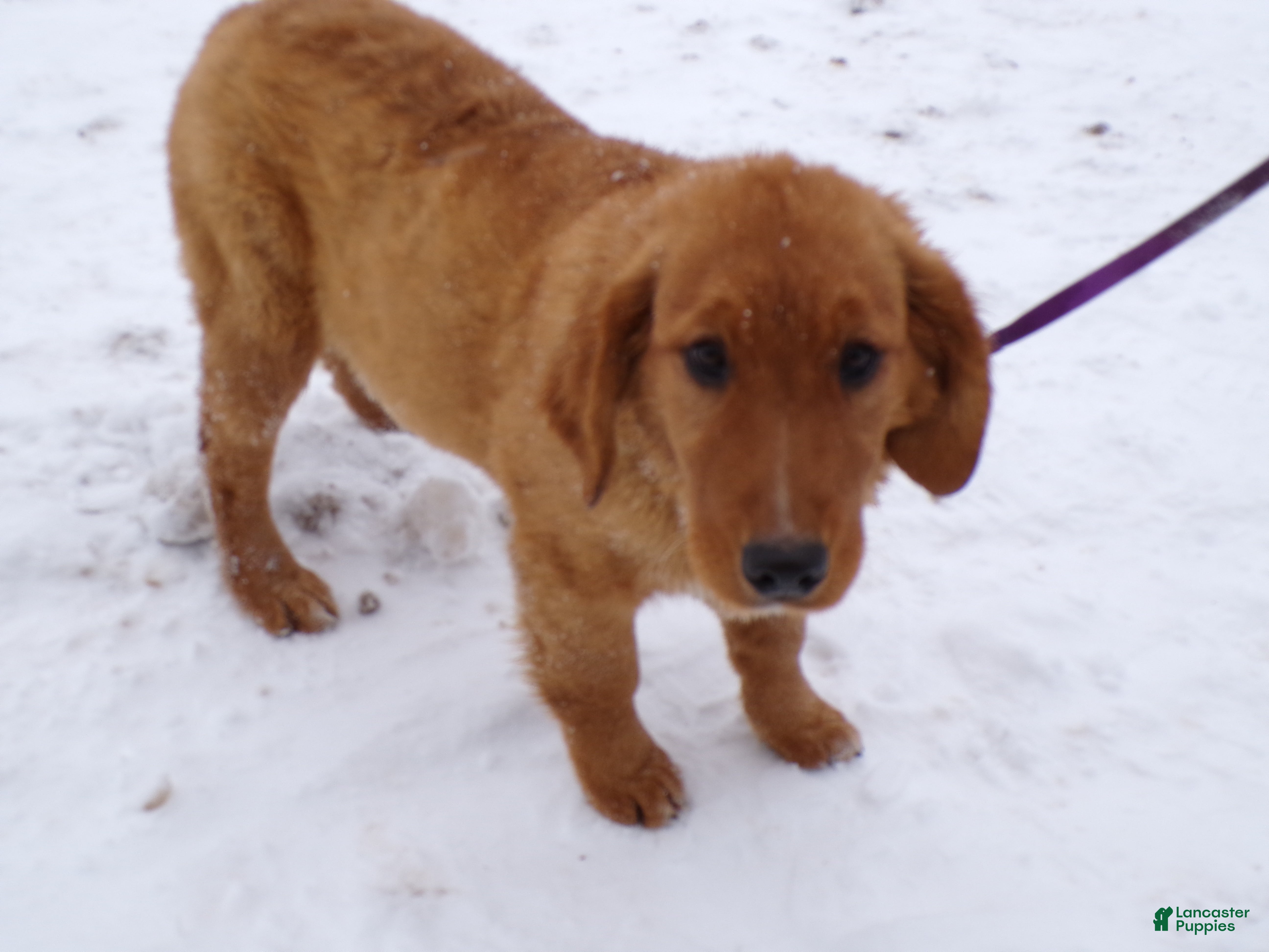 Golden Retriever dogs Golden Retriever Puppy 1 Sugar - Ad 39