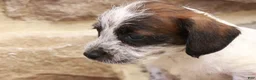 Jackapoo dogs for sale: Jethro - Ad 6