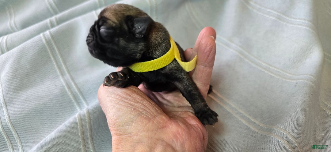 Pug dogs for sale: Jeannie - Ad 5