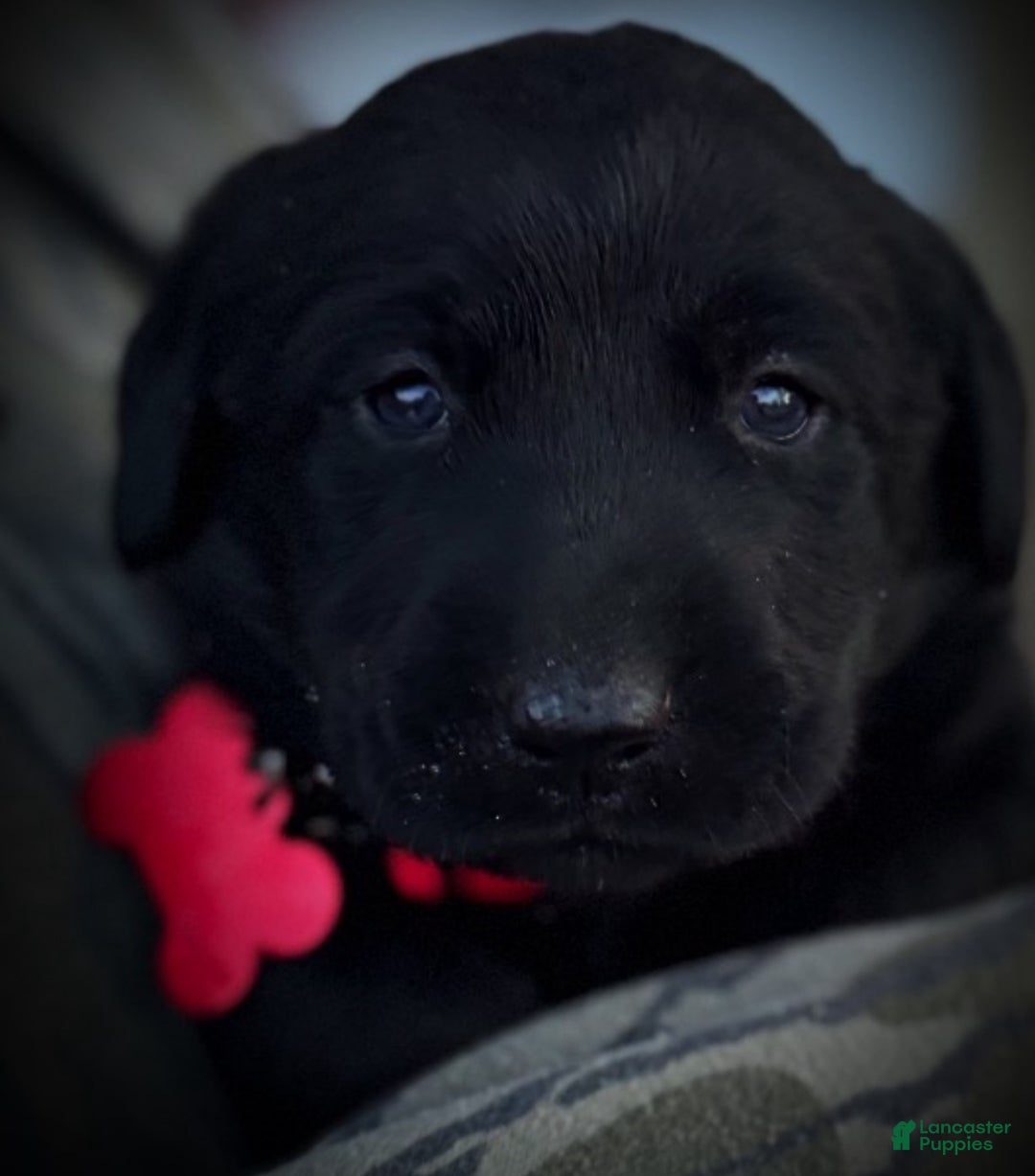 Labrador Retriever dogs for sale:  Puppy 1 - Ad 13