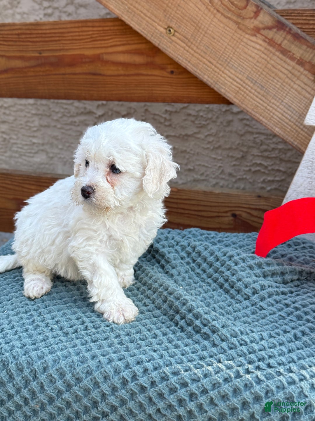 Bichpoo dogs for sale: Angel - Ad 2