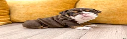 English Bulldog dogs for sale: Pearl - Ad 4