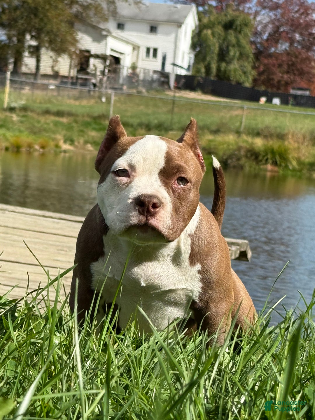American Bully dogs for sale: Choco/White Female  - Ad 5