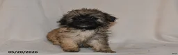 Teddy Bear dogs for sale: Penny - Ad 3