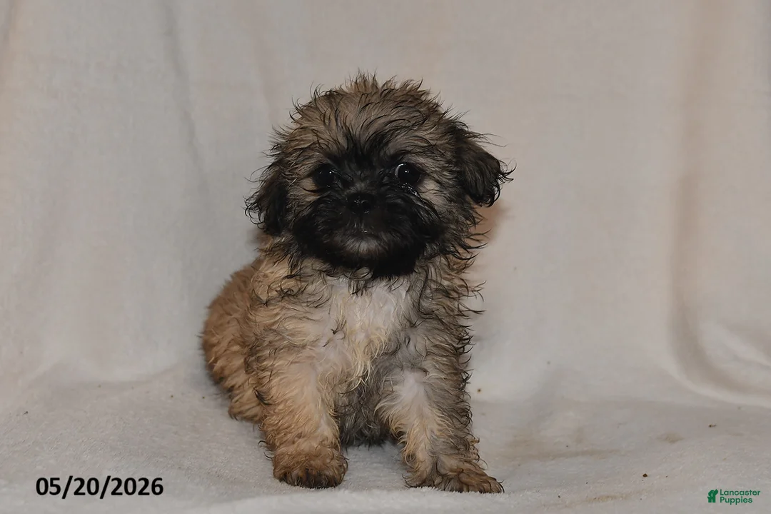 Teddy Bear dogs for sale: Penny - Ad 3