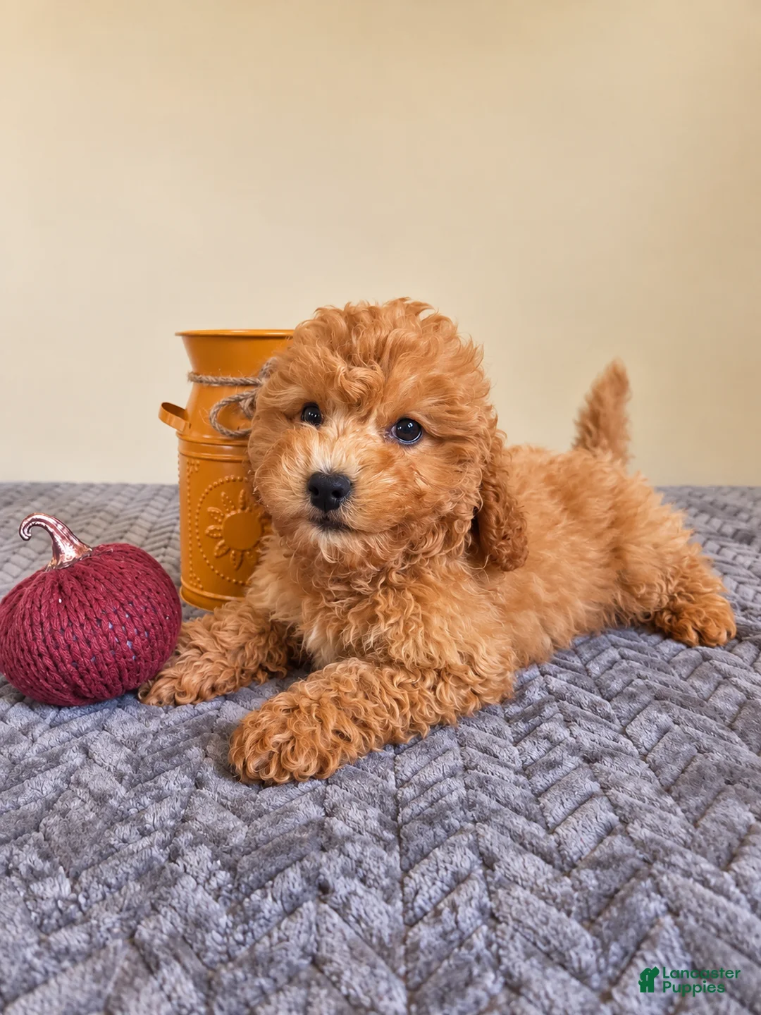 Cavapoo dogs for sale: Harlow - Ad 2