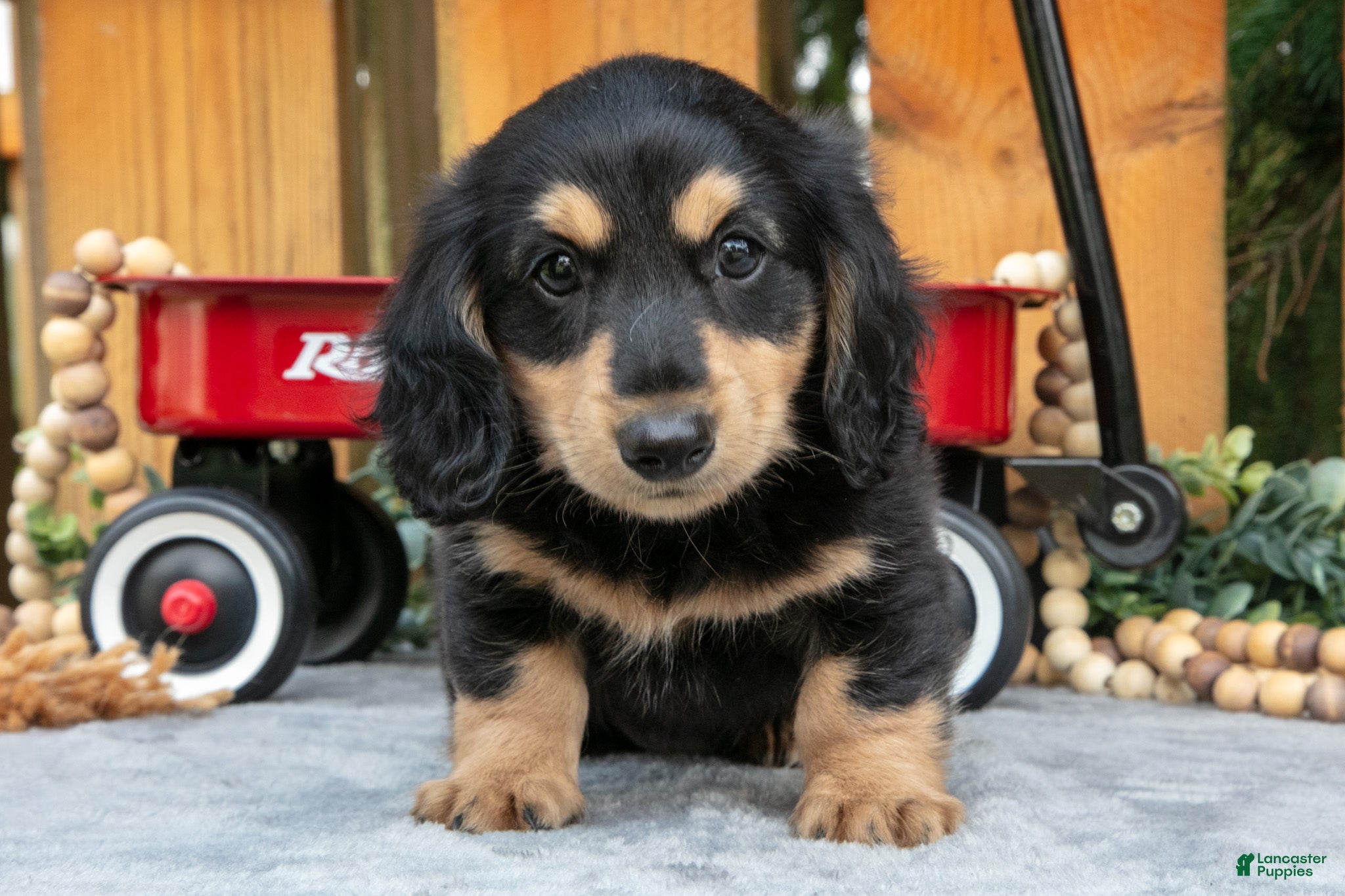 Miniature Dachshund dogs Chase - Ad 2