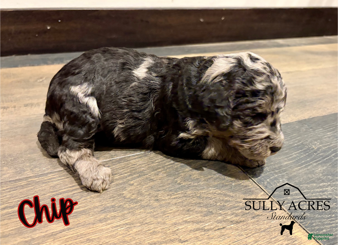 Standard Poodle dogs for sale: Chip - Ad 6