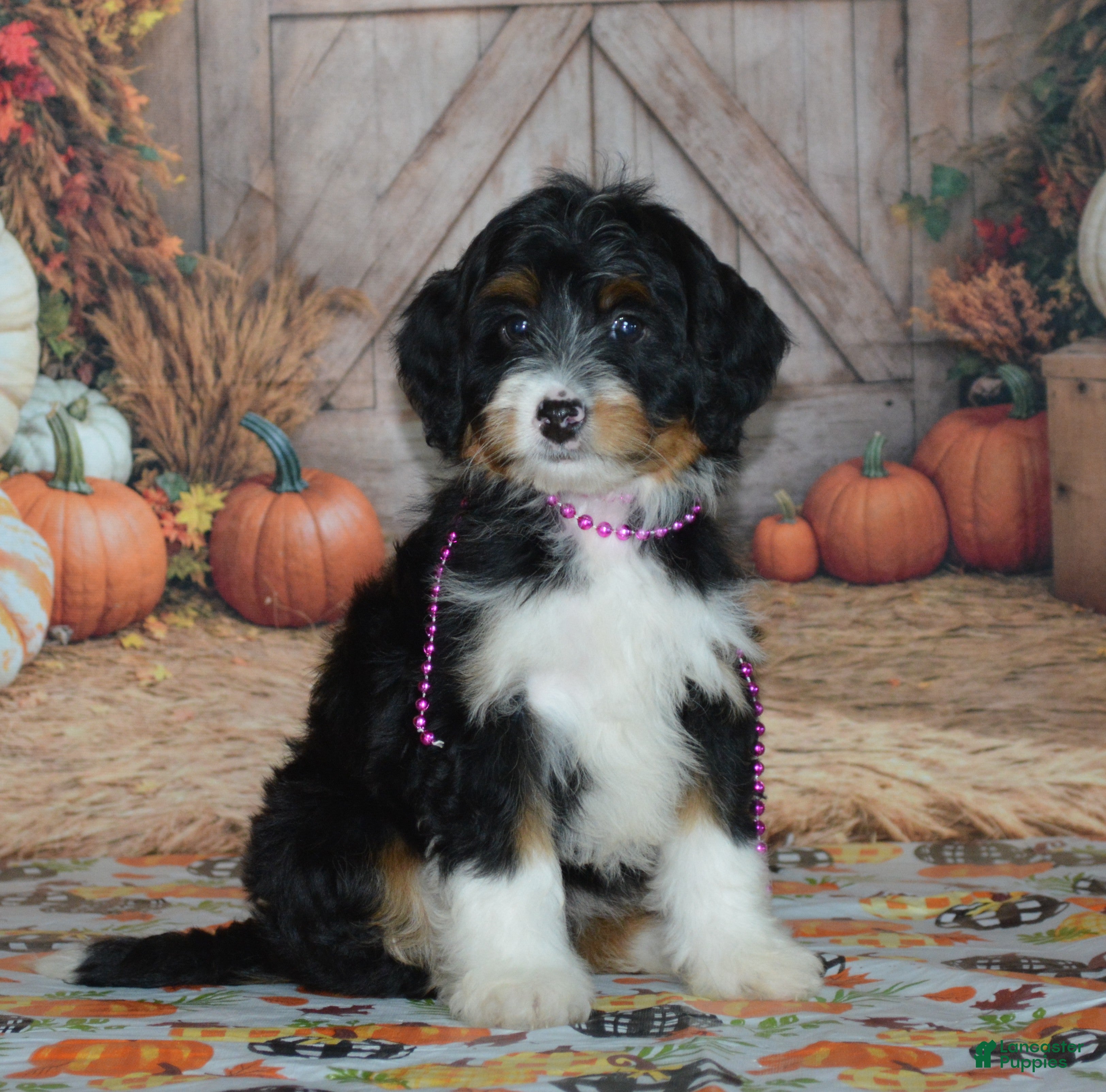 Mini Bernedoodle dogs Rosie - Ad 2