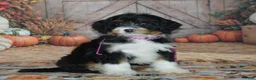 Mini Bernedoodle dogs for sale: Rosie - Ad 2
