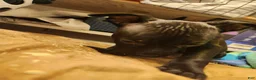 American Pit Bull Terrier dogs for sale: American Pit Bull Terrier 6 - Ad 2