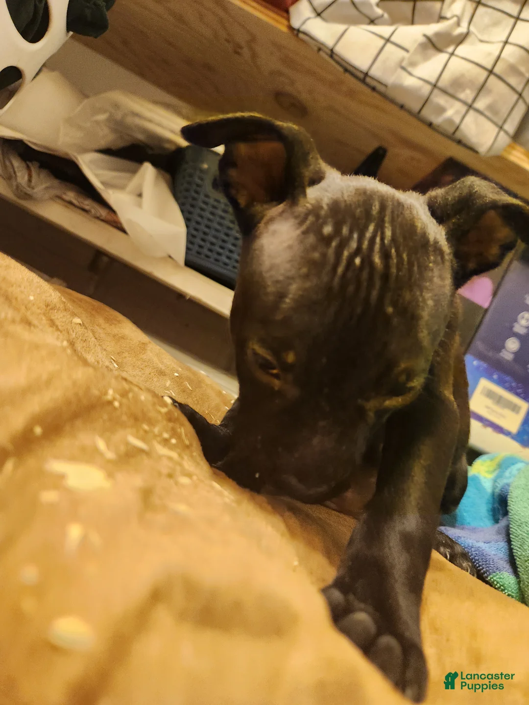 American Pit Bull Terrier dogs for sale: American Pit Bull Terrier 6 - Ad 2