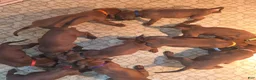 Redbone Coonhound dogs for sale: Redbone Coonhound 9(black) - Ad 22