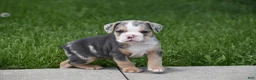 Beabull dogs for sale: Olive - Ad 7