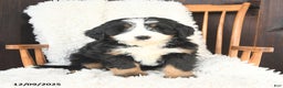 Bernedoodle dogs for sale: Gabriel - Ad 3