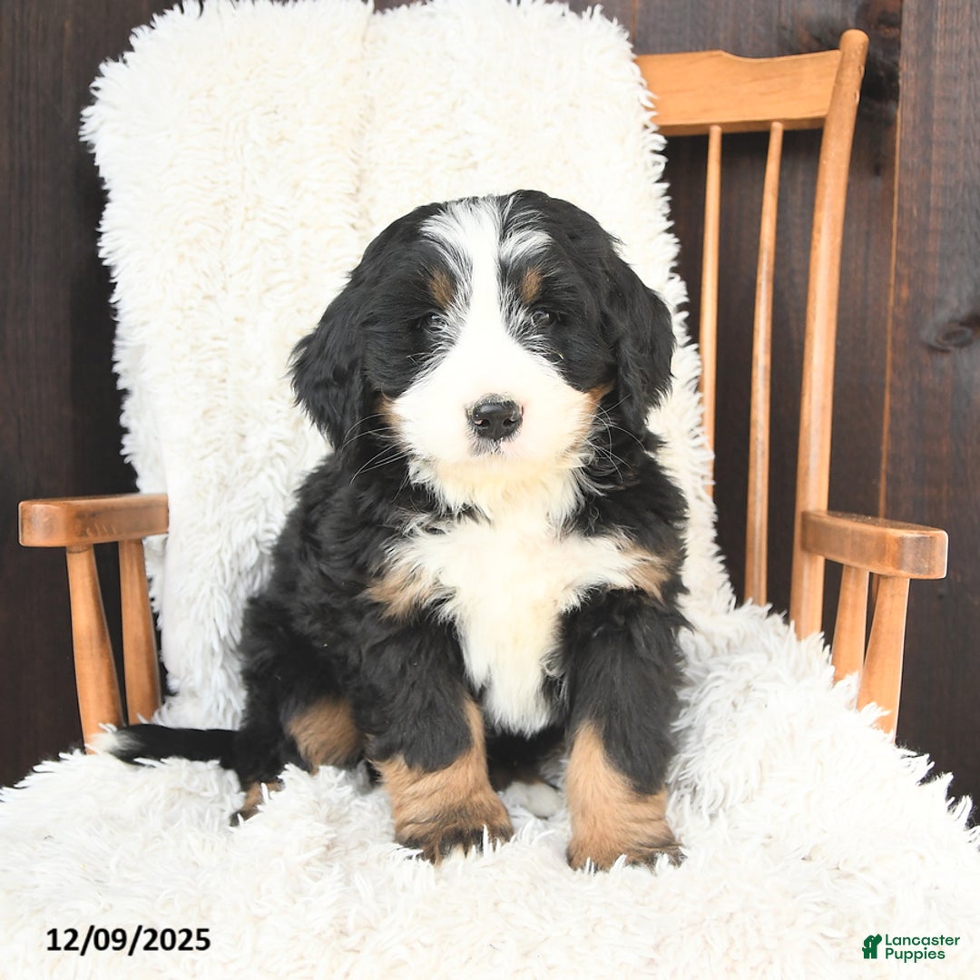 Bernedoodle dogs for sale: Gabriel - Ad 3