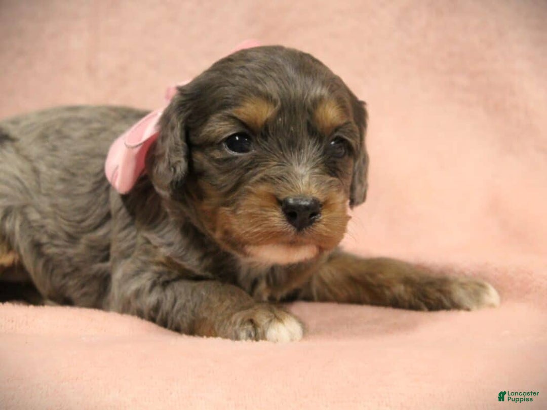 Cavapoo dogs for sale: Tootsie - Ad 2