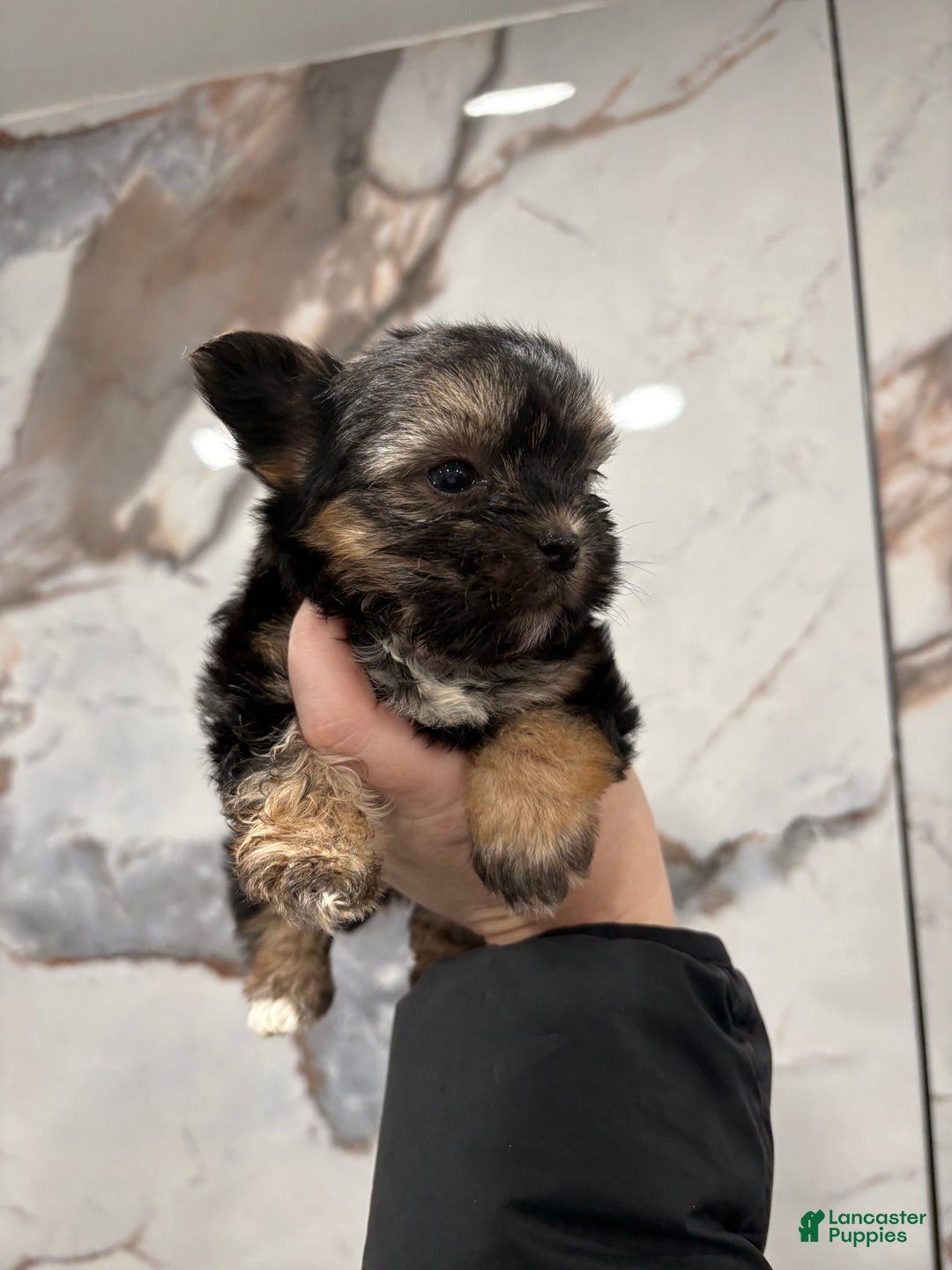 Morkie dogs for sale: Lala - Ad 3