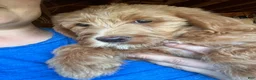 Labradoodle dogs for sale: Fern - Ad 7