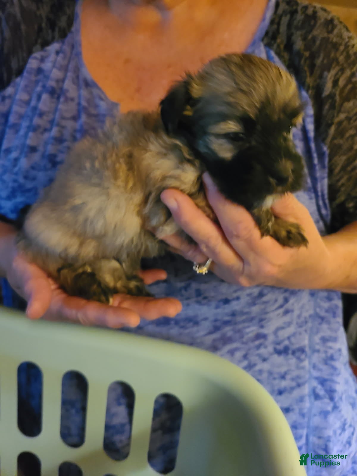 Havanese dogs Boy 1 - Ad 1