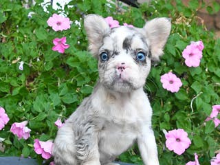 French Bulldog dogs Fancy - Ad 7