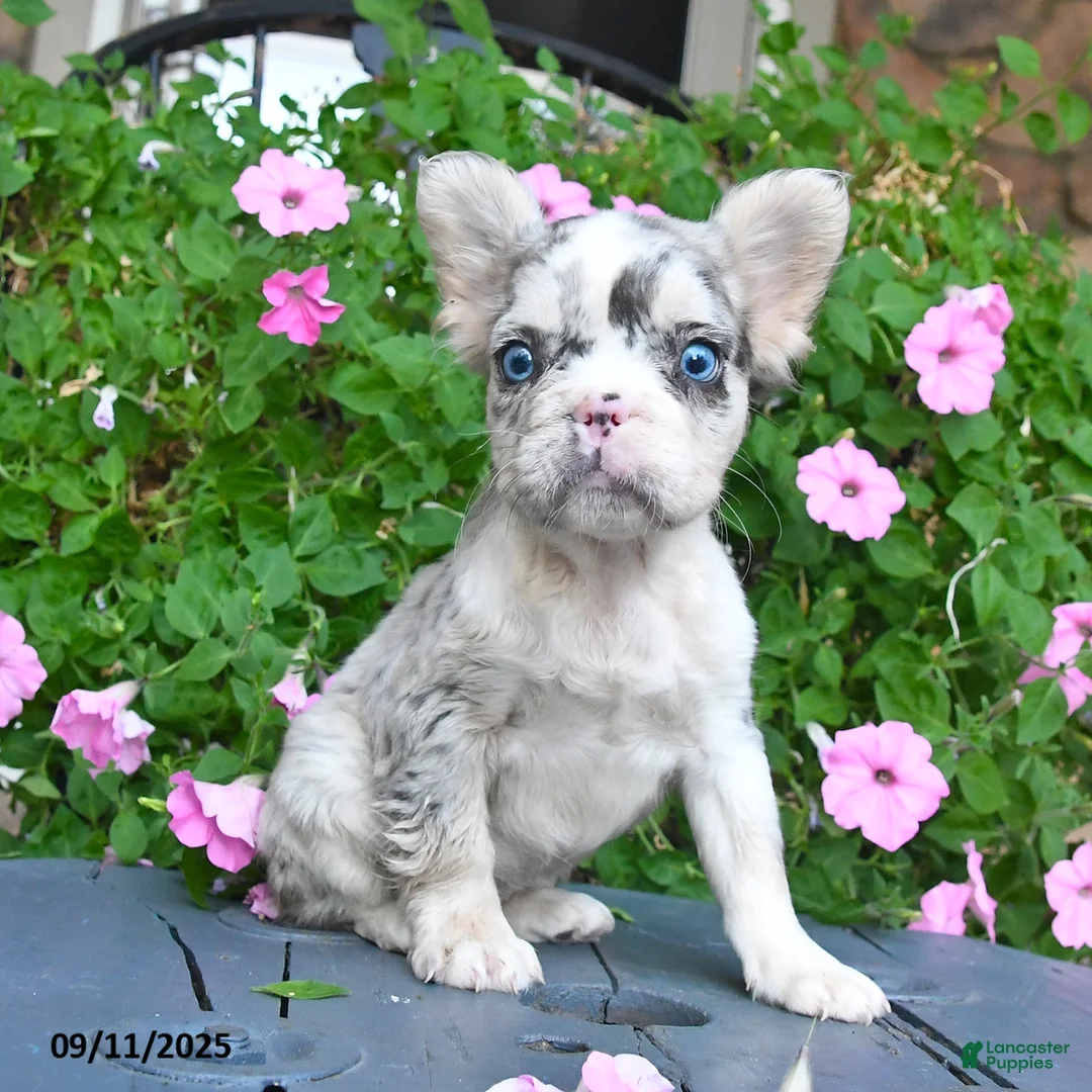 French Bulldog dogs for sale: Fancy - Ad 1