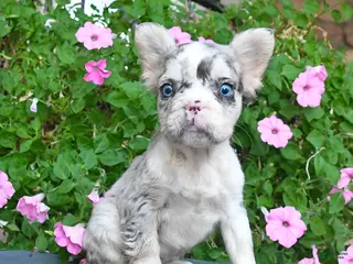 French Bulldog dogs Fancy - Ad 36