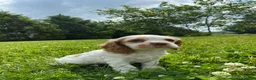 Cocker Spaniel dogs for sale: Aaron - Ad 3