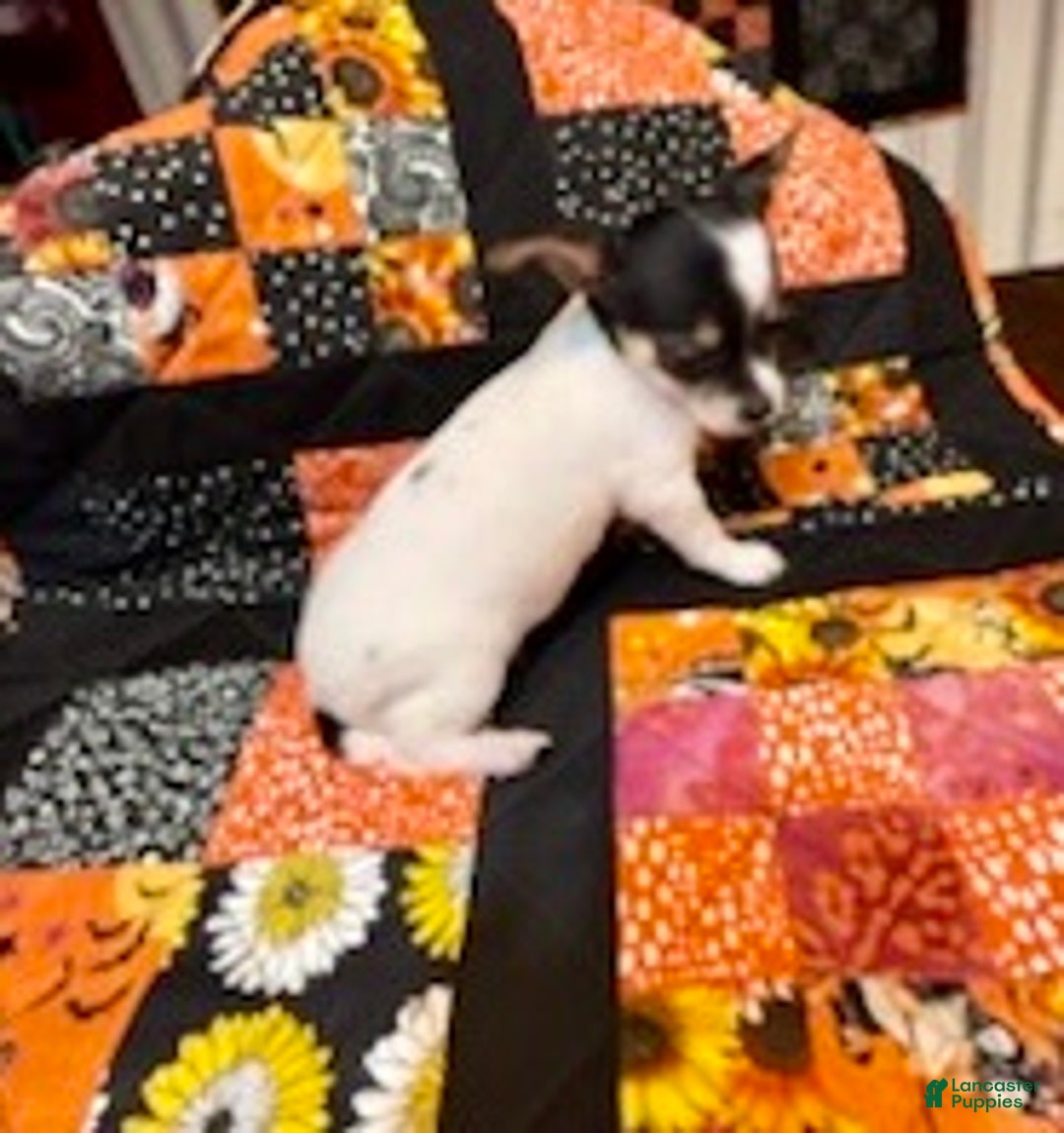 Chihuahua dogs for sale: Lucille - Ad 31
