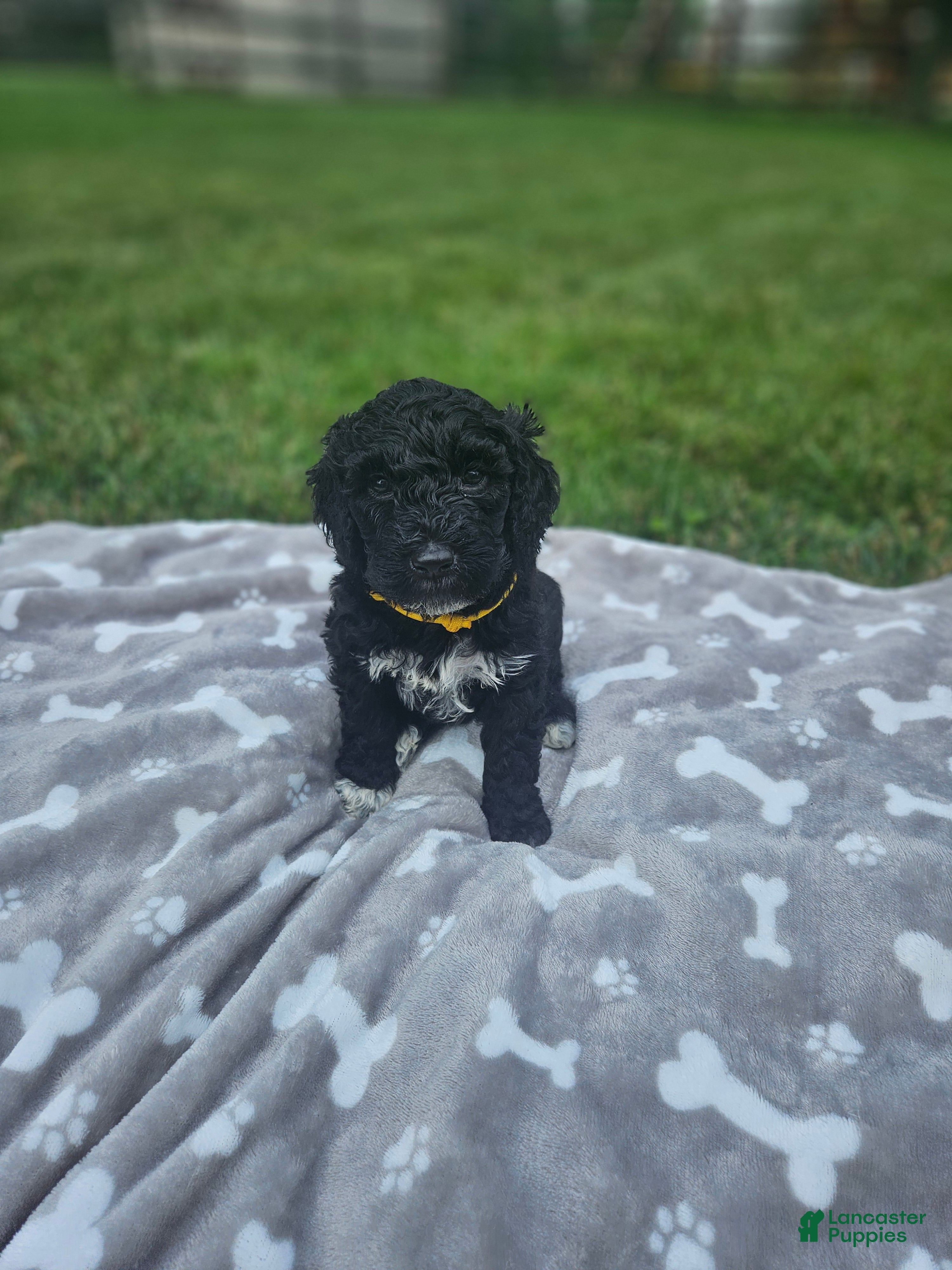 Portuguese Water Dog dogs Dexter - Ad 27