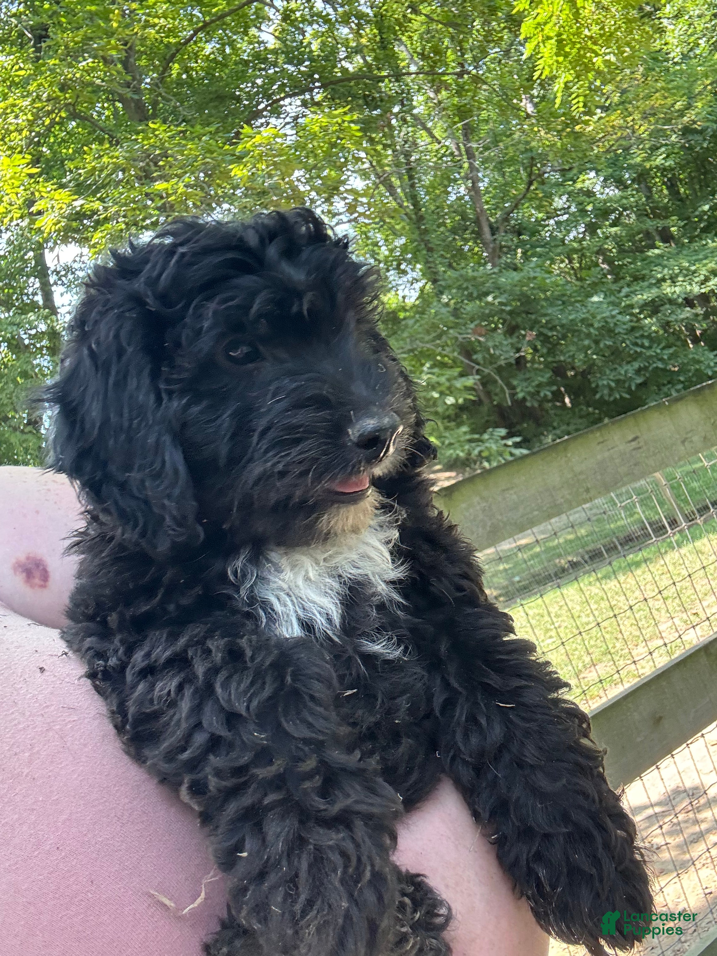 Mini Goldendoodle dogs Jasper - Ad 2