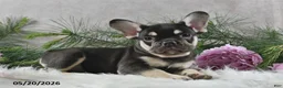 French Bulldog dogs for sale: Harley - Ad 8