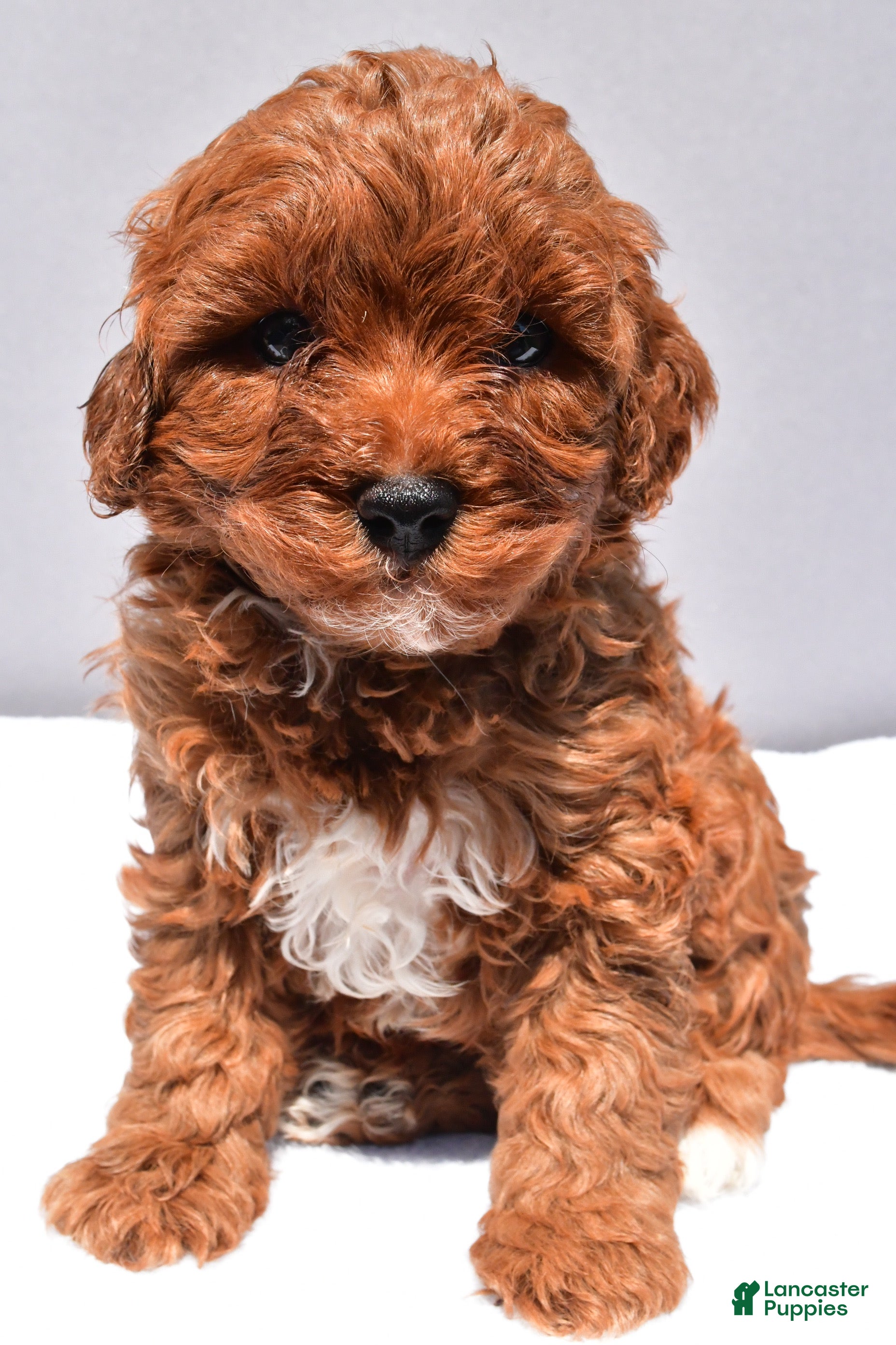 Cavapoo dogs Reese - Ad 1