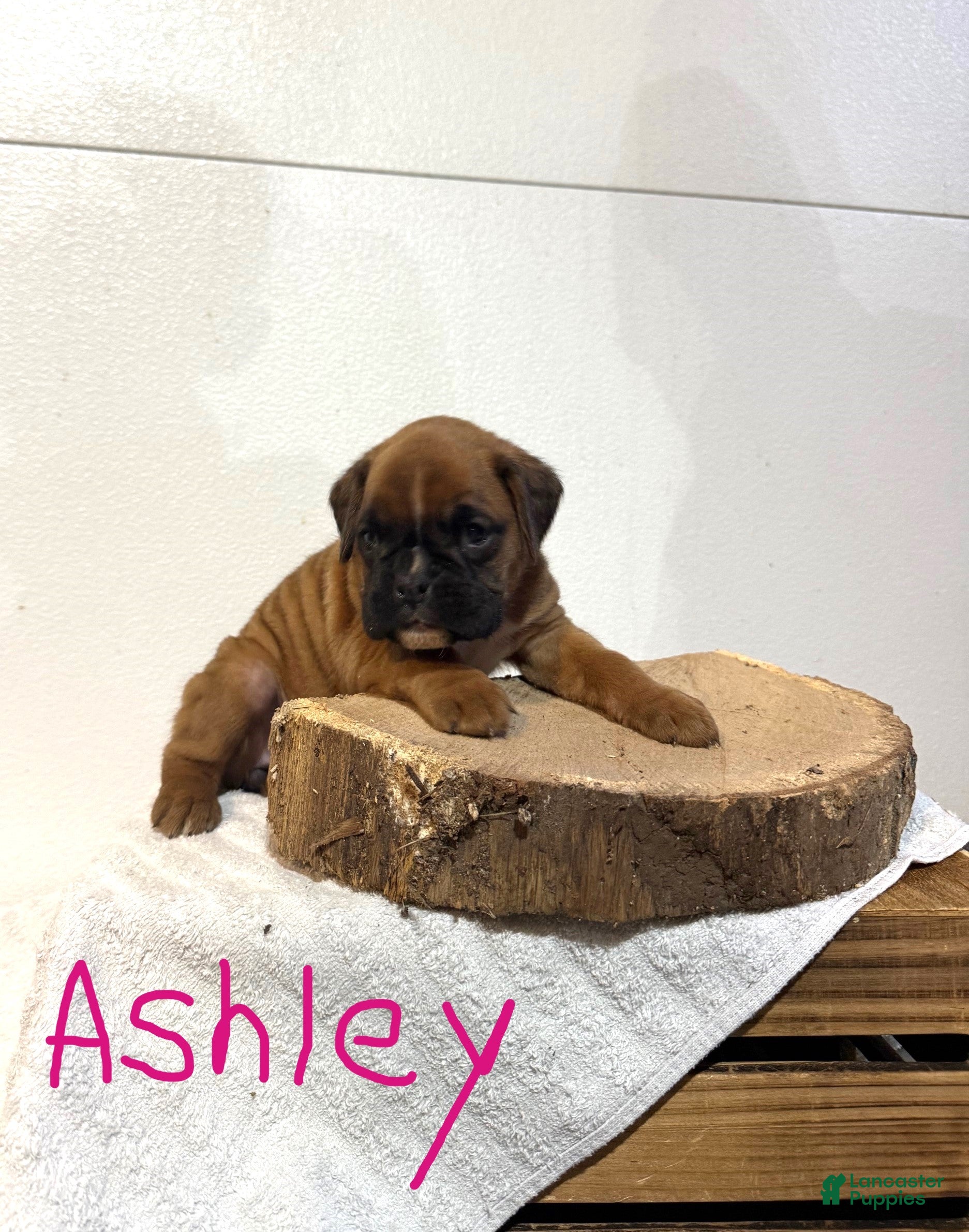 Boxer dogs Ashley - Ad 1