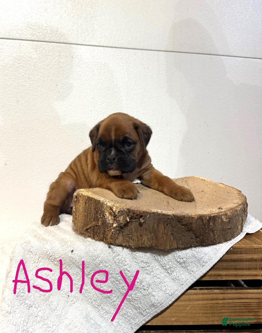 Boxer dogs for sale: Ashley - Ad 1