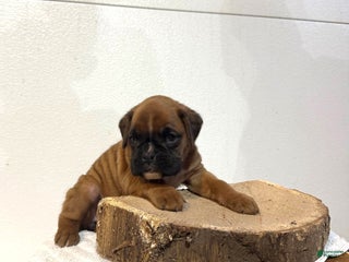 Boxer dogs Ashley - Ad 24