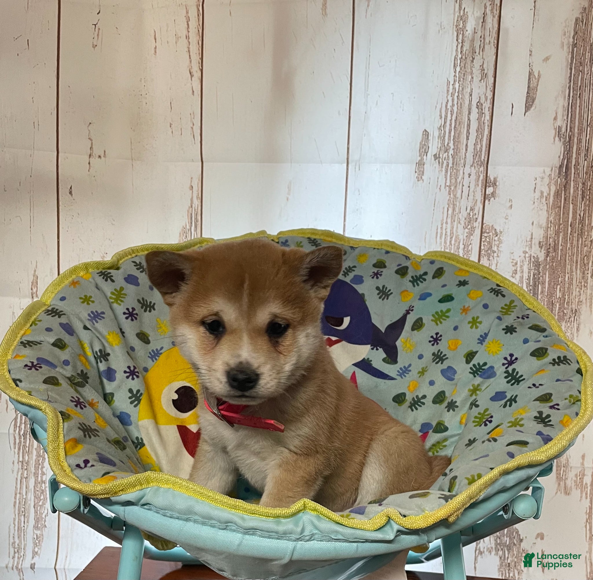 Shiba Inu dogs Baby Bear - Ad 1