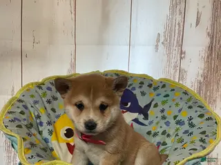 Shiba Inu dogs for sale: Baby Bear - Ad 3