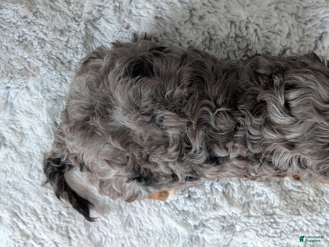 Cavapoo dogs for sale: Abby  - Ad 26