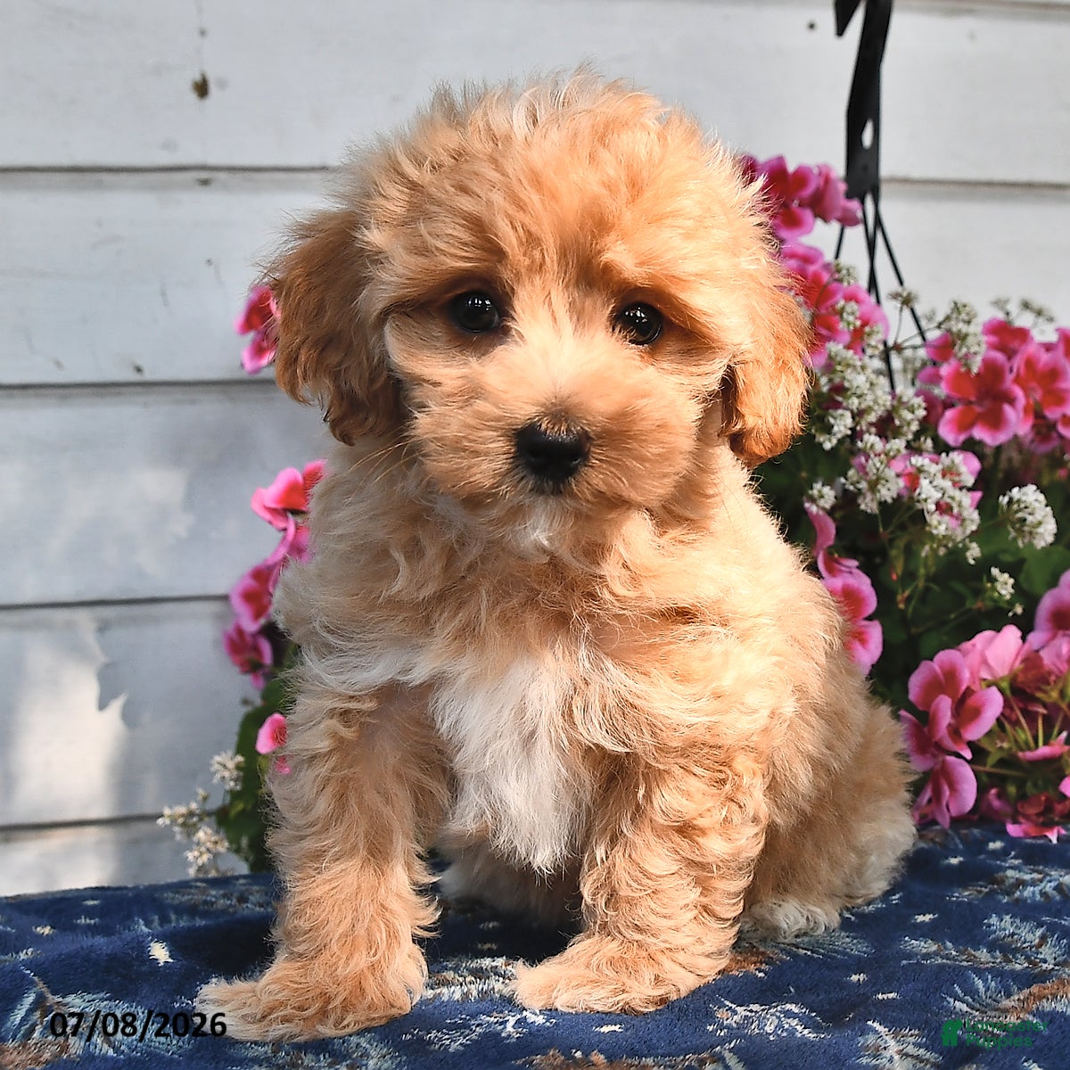 Maltipoo dogs Casper - Ad 2