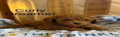 Curly Dreamer