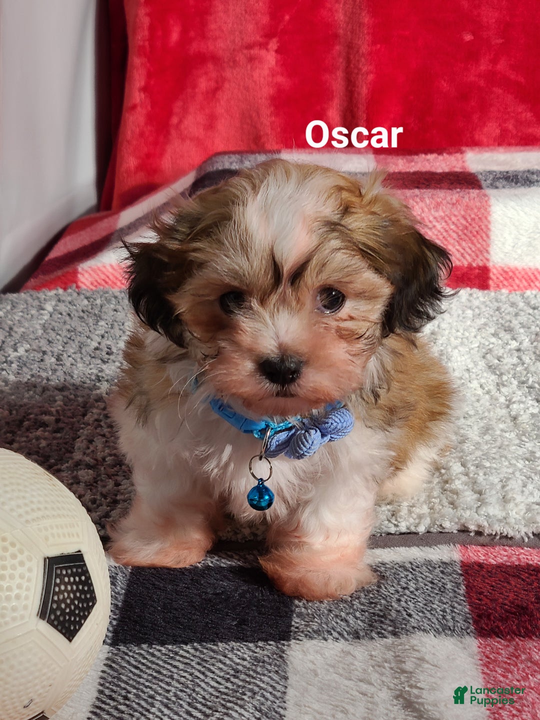 Teddy Bear dogs for sale: Oscar  - Ad 6